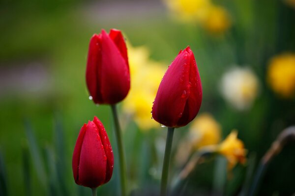 Red tulips are blooming in the garden