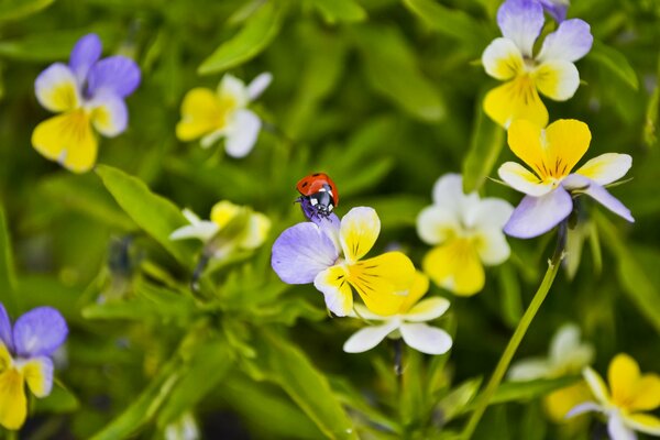 Coccinella nelle viole del pensiero