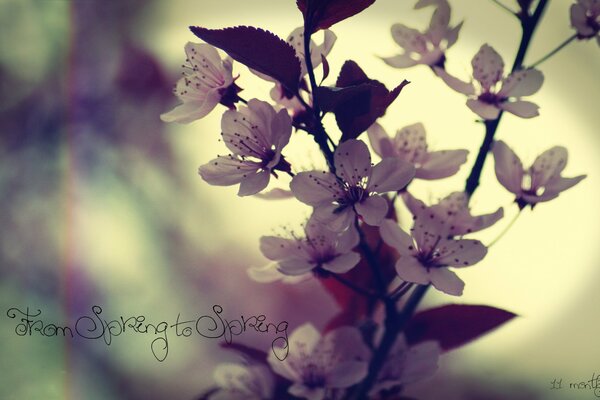 Spring plum blossoms in the garden