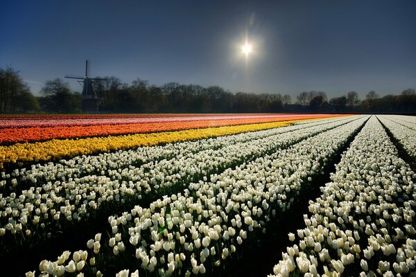 Champ de fleurs et ciel nocturne