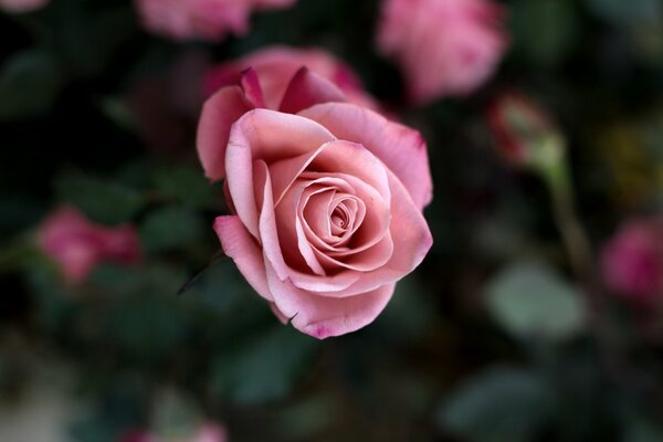 Hermoso arbusto de rosas en el que florecen los brotes de rosa, borrosidad