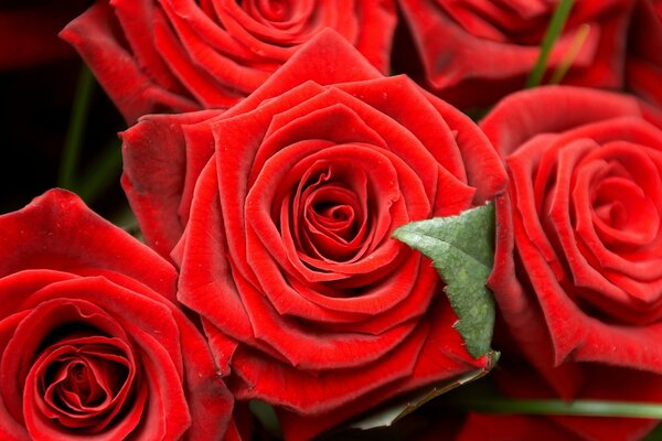 Image of bright red rose buds