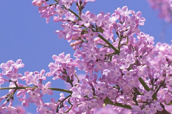 Blühender Flieder auf blauem Himmel Hintergrund in Nahaufnahme