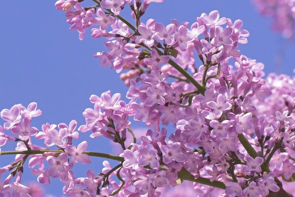 Floraison lilas sur fond de ciel bleu en gros plan