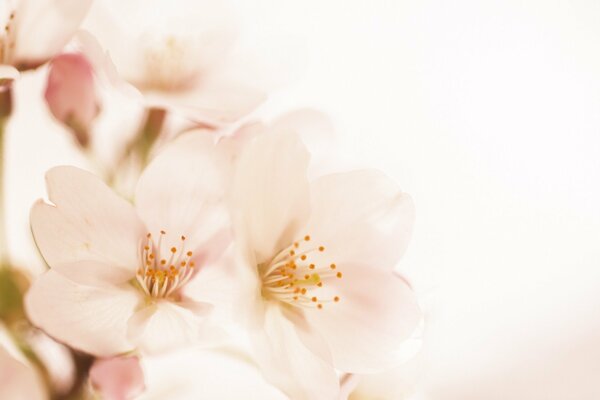 Pink flowers on a white background