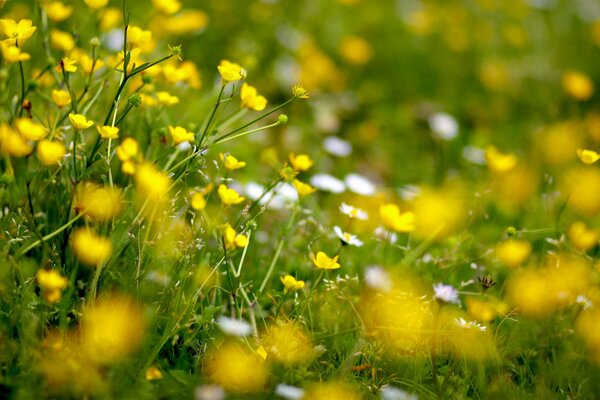 Beautiful yellow flowers in the field