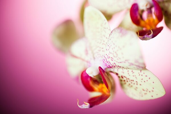 Hermosa orquídea sobre fondo rosa