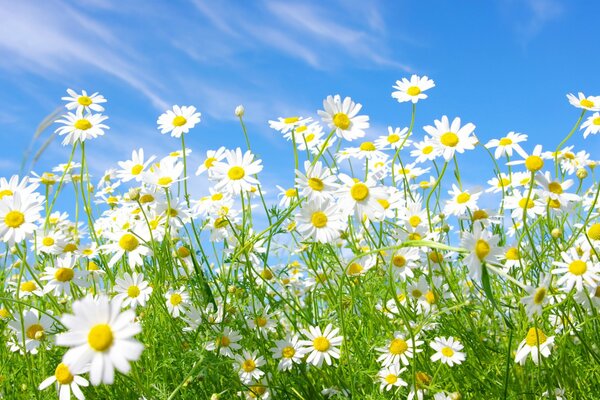 Champ extraordinaire avec des marguerites au soleil