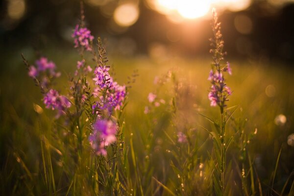Wieczorne ostatnie promienie słońca oświetlające łąkowe kwiaty