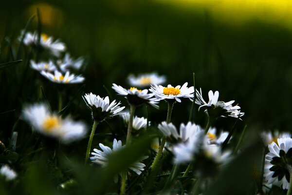 Clairière de marguerites blanches et duveteuses