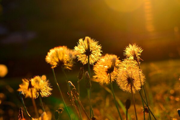 Löwenzahnblüten in der Sonne