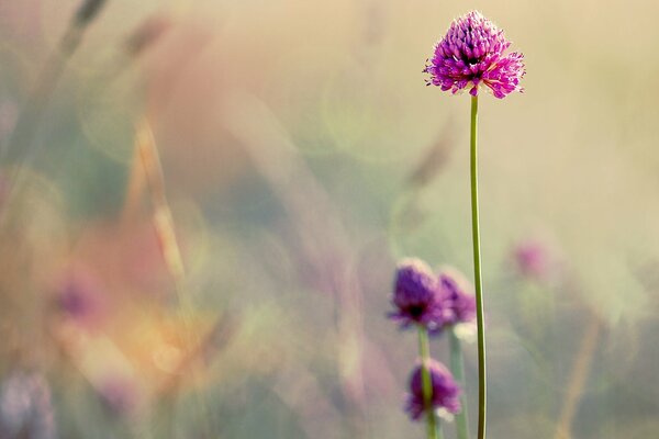 Zarte Kleeblume auf verschwommenem Hintergrund