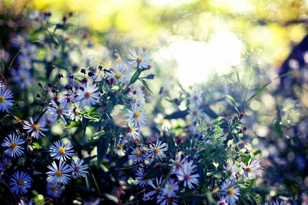 Wild wachsende Gänseblümchen im Wald