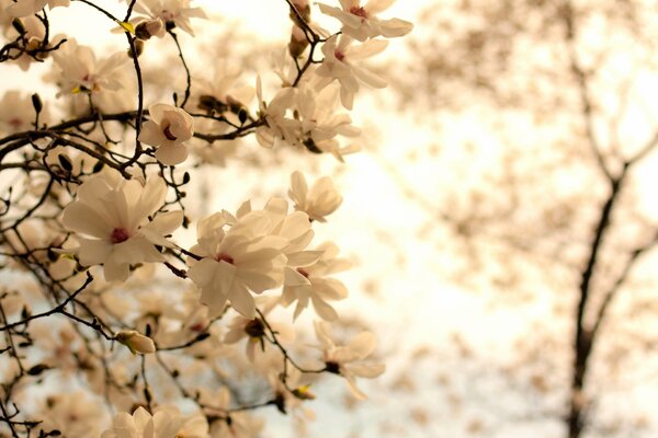 Branches of blooming magnolia in spring on a light background