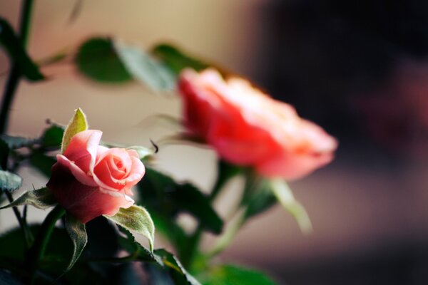 La rosa è cresciuta e fiorita di rosa