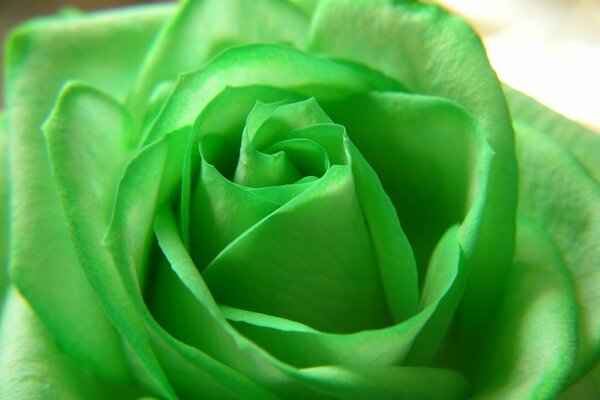 Eine erstaunliche grüne Rose in der Nähe