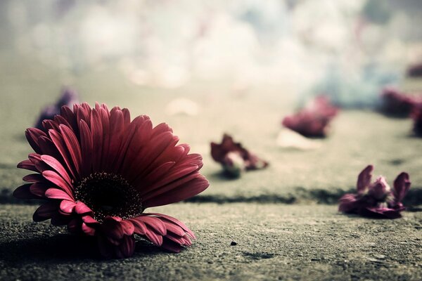 Flower and petals of gerbera on asphalt