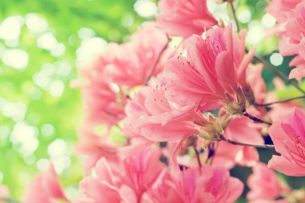 La freschezza della primavera. Fiori rosa pallido