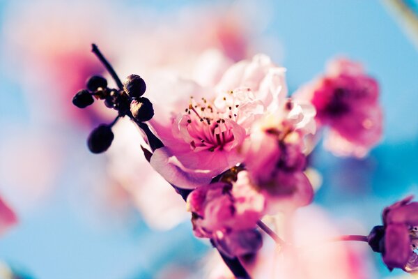 Rami di fiori di ciliegio sullo sfondo del cielo. Fotografia macro