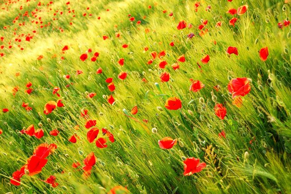 Amapola salvaje en un campo verde