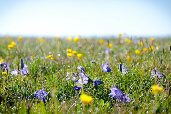 En el claro de hierbas y flores amarillo y púrpura