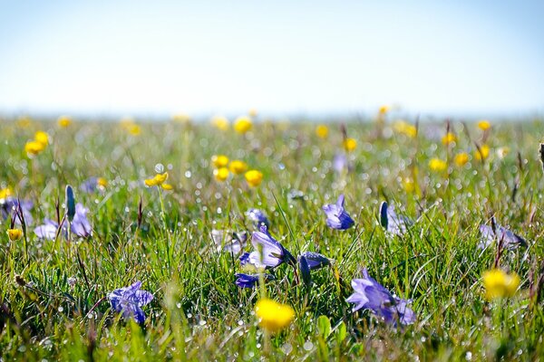 Na polanie trawy i kwiaty żółty i fioletowy