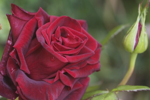 Knospe und rote Rose mit Tautropfen