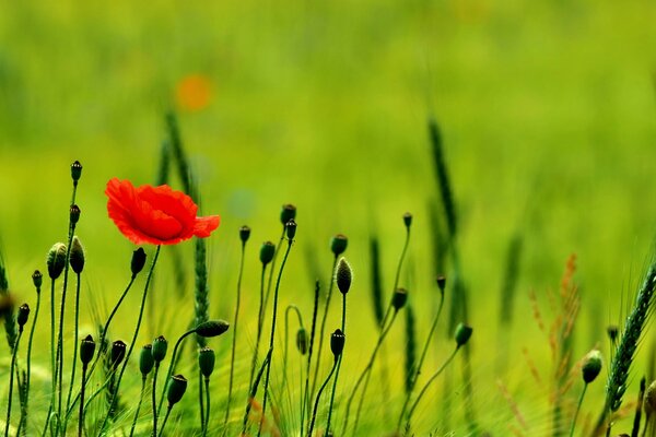 Beautiful poppies in a wonderful field