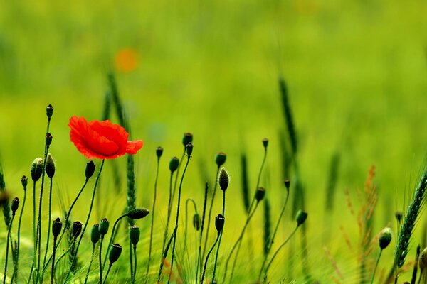 Amapolas hermosas en un campo maravilloso