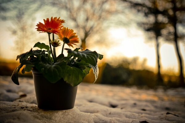 Blumentopf auf Sonnenuntergang Hintergrund