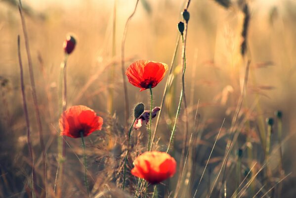 The rays of the sun illuminate the poppies in summer