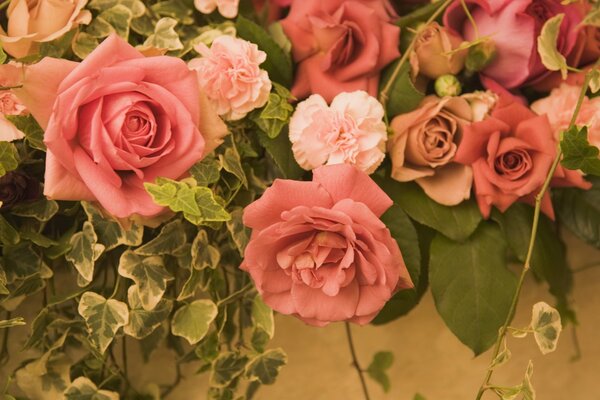 La beauté exquise du rosier