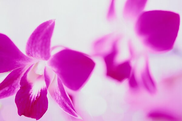 Purple flowers on a white background