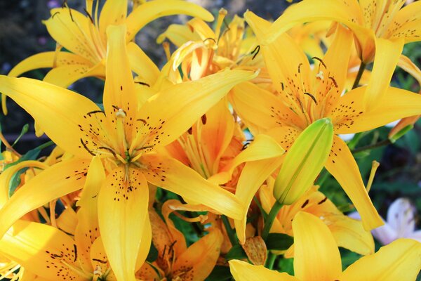 Gorgeous flowers yellow lilies