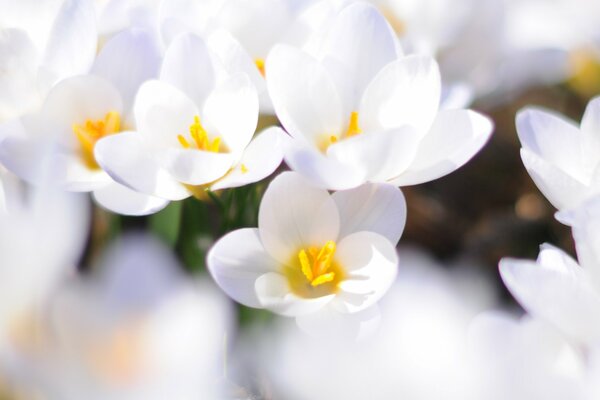 White crocuses bloomed in spring