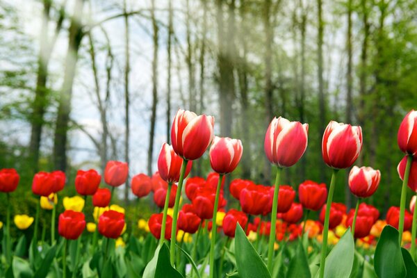 Lichtung mit gelben und roten Tulpen