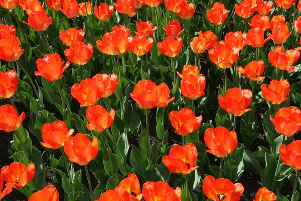 Pole czerwonych tulipanów na dobry nastrój