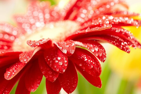 Pétalos rojos con gotas de agua