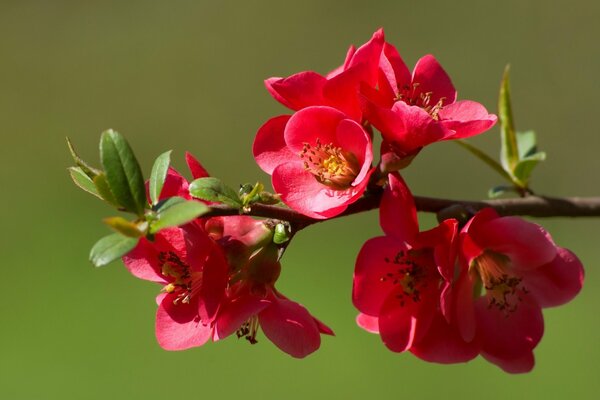 Bourgeons de coing en fleurs sur une branche