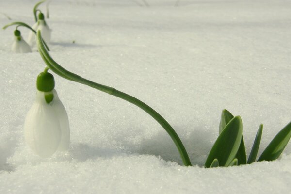 Le premier perce-neige se fraye un chemin à travers la neige moelleuse