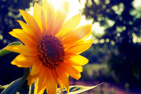 Sonnenblume auf dem Hintergrund der Sonnenstrahlen