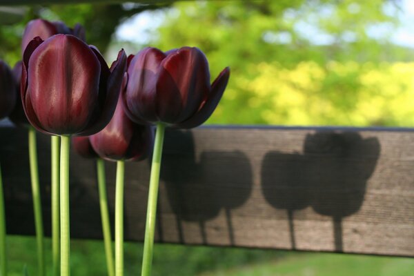 Tulips of Bordeaux color are unusual