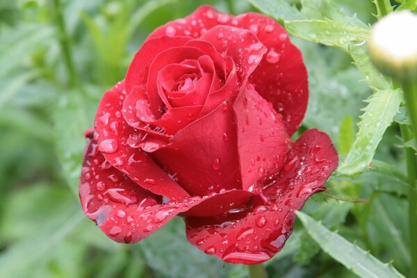 Morning scarlet rose in dew