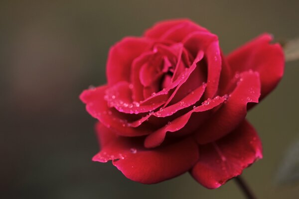 Rosa roja con gotas de agua