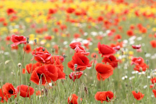 Champ parsemé de coquelicots rouges