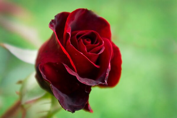 Королева цветов красная роза