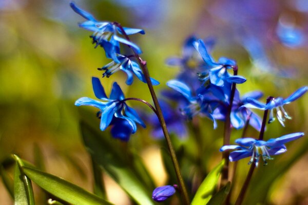 Blue primroses macro photography