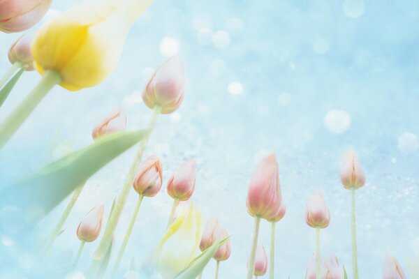 Tulips of a delicate shade on the field