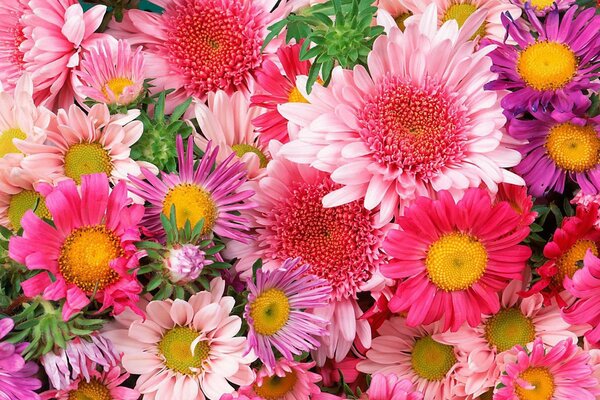 Beautiful bright gerbera flowers