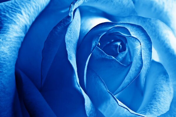 Красивые лепестки синей розы